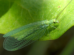 Chrysopa abbreviata