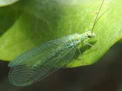Chrysopa abbreviata