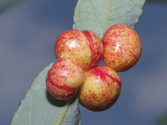 Euura acutifoliae