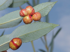 Euura acutifoliae