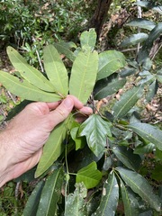 Flindersia bennettii