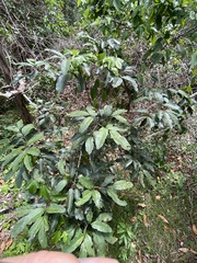 Flindersia bennettii