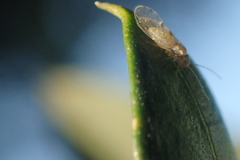 Trichopsocus