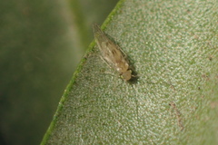 Trichopsocus