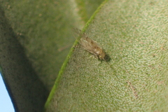 Trichopsocus
