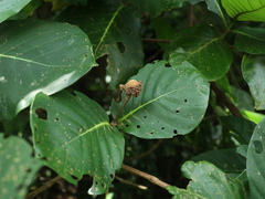 Neonauclea reticulata
