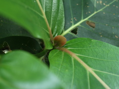 Neonauclea reticulata