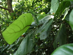 Neonauclea reticulata