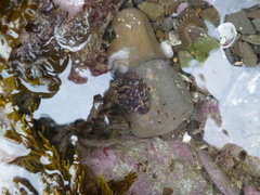 Diplocrepis puniceus