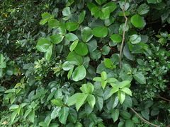 Neonauclea reticulata