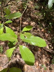 Eupomatia laurina