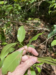 Eupomatia laurina