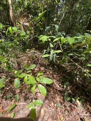 Eupomatia laurina