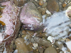 Diplocrepis puniceus