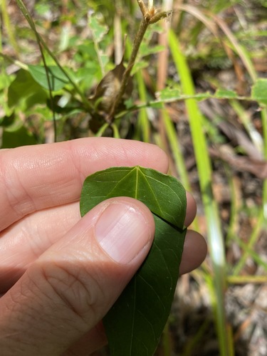 Image of Vincetoxicum paniculatum by (c) Greg Tasney, some rights reserved (CC BY-SA)