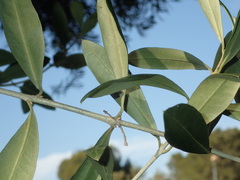 Trichopsocus