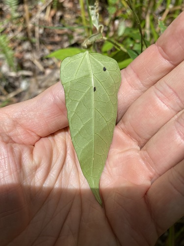Image of Vincetoxicum paniculatum by (c) Greg Tasney, some rights reserved (CC BY-SA)