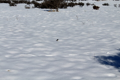 Petroica macrocephala