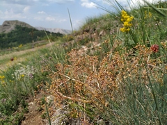 Trinia stankovii