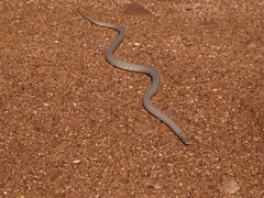 Pseudonaja aspidorhyncha