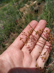 Trinia stankovii