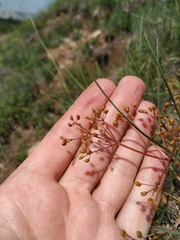 Trinia stankovii