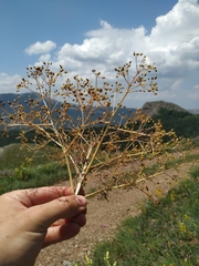 Trinia stankovii