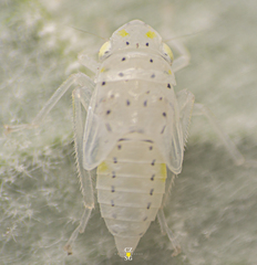 Graphocephala marathonensis