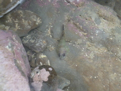 Diplocrepis puniceus