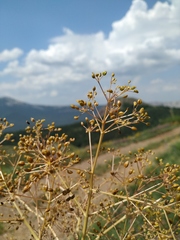 Trinia stankovii