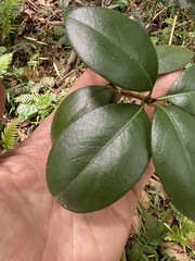 Acronychia pauciflora