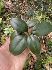 Acronychia pauciflora