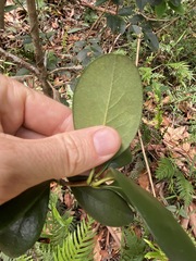 Acronychia pauciflora