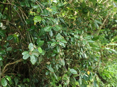 Elaeagnus formosana