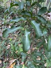 Cupaniopsis parvifolia