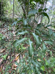 Cupaniopsis parvifolia
