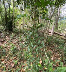 Cupaniopsis parvifolia