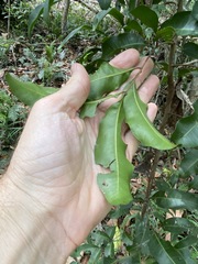 Cupaniopsis parvifolia