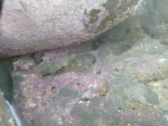 Diplocrepis puniceus