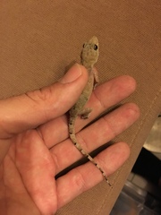 Hemidactylus mabouia