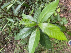 Ficus fraseri