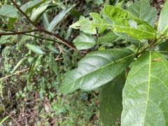 Ficus fraseri