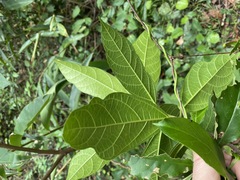 Ficus fraseri