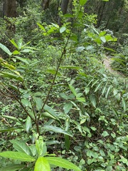 Ficus fraseri