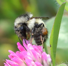 Bombus sitkensis