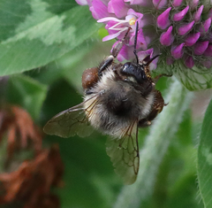 Bombus sitkensis