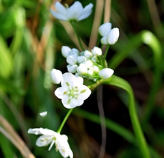 Allium neapolitanum