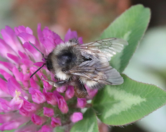 Bombus sitkensis