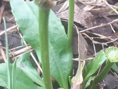 Solenogyne dominii