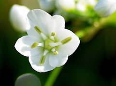Allium neapolitanum